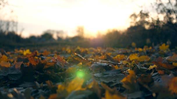Folhas de bordo amarelo está caindo no parque de outono e sol brilhando através dele. Bela paisagem de fundo. Temporada de outono colorida. Lento movimento Fechar - Filmagem, Vídeo