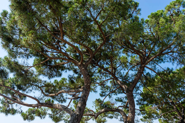 Europe, Italy, Venice, LOW ANGLE VIEW OF TREES AGAINST SKY - Fotografie, Obrázek
