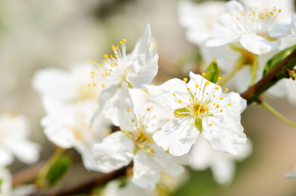 spring flowers - Fotoğraf, Görsel