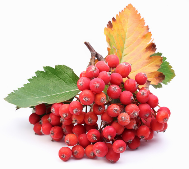 Cluster of rowan berries on a white background. - Фото, зображення