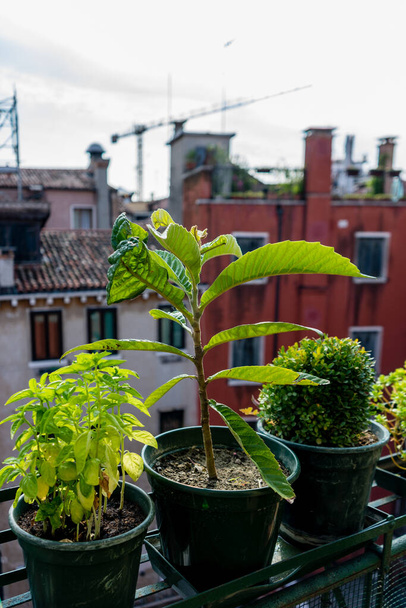 Europa, Italia, Venecia, una planta verde en una olla - Foto, imagen