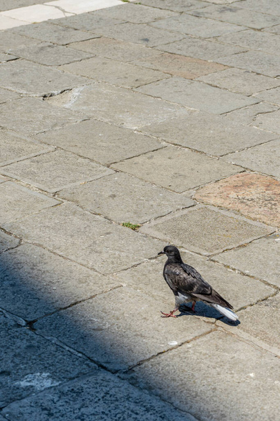 Ευρώπη, Ιταλία, Βενετία, ένα πουλί στέκεται στο πεζοδρόμιο - Φωτογραφία, εικόνα