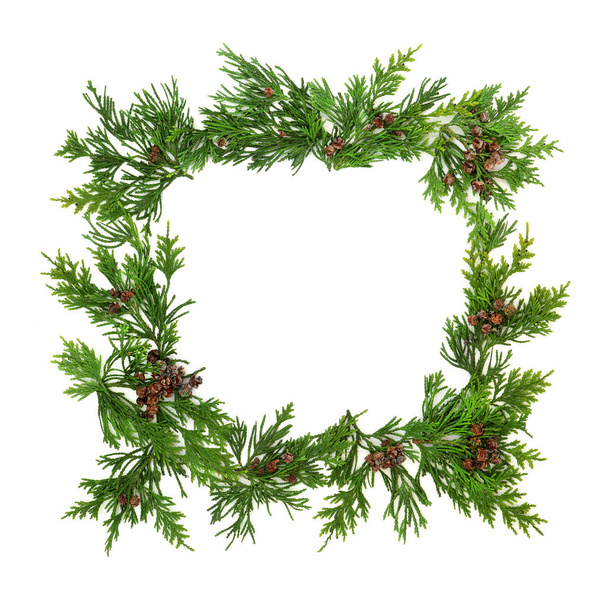 Cédrus ciprus leylandii fenyő téli növényzet háttér határ fehér fénymásoló hely. Szezonális kompozíció a napforduló, a karácsony és az új év ünnepe. Lapos fekvésű, felülnézet. - Fotó, kép