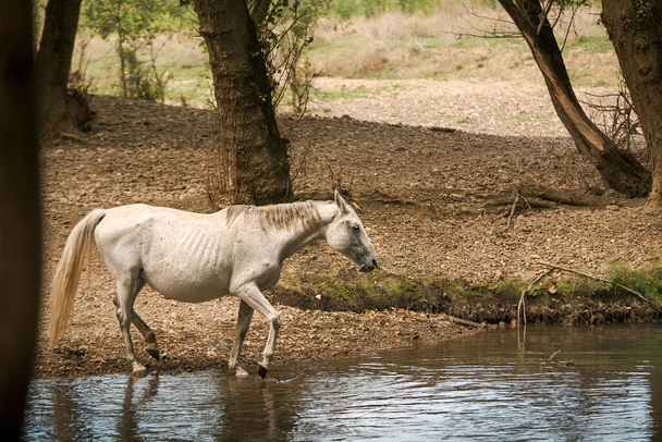 пить дикую белую лошадь питьевой воды в ручье, Испания - Фото, изображение