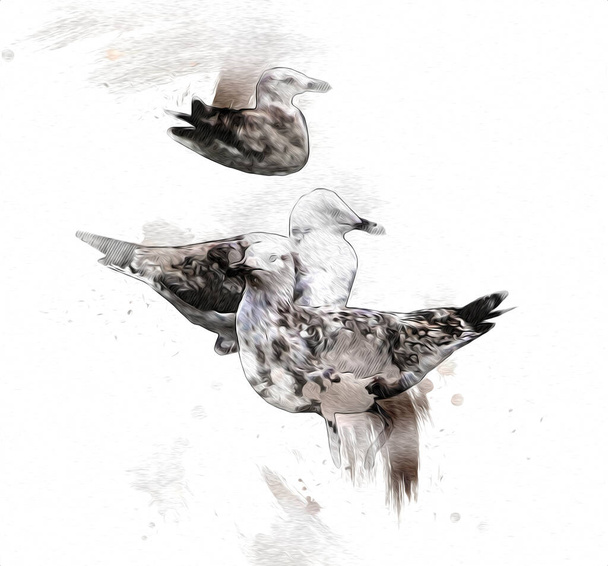 Білий атлантичний птах літає в небі. Пляжкова чайка. Морські птахи, ілюстрації до малюнків з мармуру - Фото, зображення