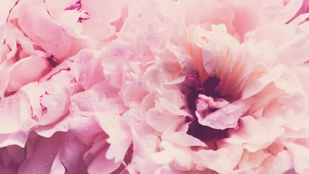 Roze pioenrozen in bloei, pastel pioenroos bloemen als vakantie, bruiloft en bloemen achtergrond - Video
