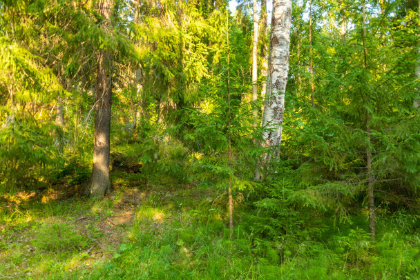 красивый пейзаж с различными деревьями, хвойные деревья, растения, трава в лесу, парк летом - Фото, изображение