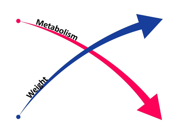 Zwolnij metabolizm i przyrost masy ciała. Stosunek metabolizmu do przyrostu masy ciała. Wektor - Wektor, obraz