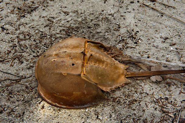 Malaysia. island of Borneo. Horseshoe crab on the sandy shore of a coral island. This is one of the most ancient animals on Earth, their ancestors lived 300-400 million years ago. - Photo, Image