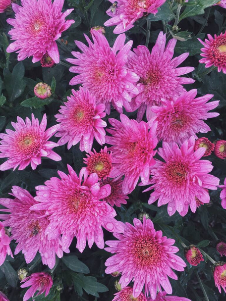 Fleurs de chrysanthème rose dans le jardin. Feuillage vert. Fond naturel. Texture. Gouttes après la pluie sur les pétales - Photo, image