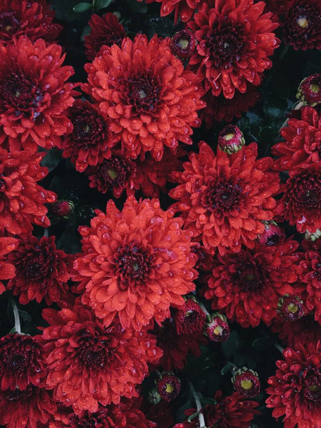 Beau rouge fleurs de chrysanthème fond naturel. Gouttes après la pluie - Photo, image