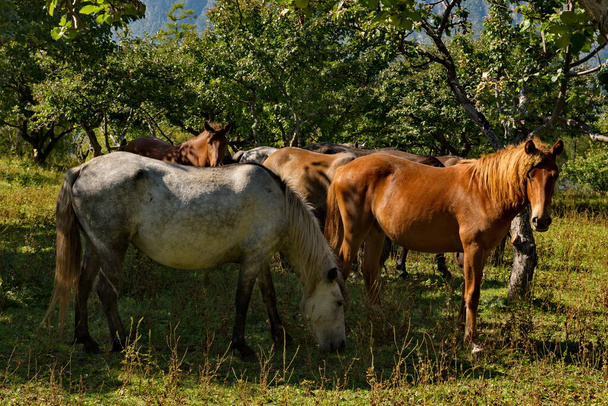 Rusland. Ten zuiden van West-Siberië, Mountain Altai. Paarden grazen vredig op het grondgebied van de beroemde boomgaard met appelbomen en abrikozen aan de oever van het Teletskoye meer. - Foto, afbeelding