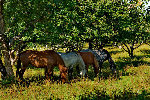 Russia. South Of Western Siberia, Mountain Altai. Horses grazing peacefully on the territory of the famous orchard with Apple trees and apricots on the shore of lake Teletskoye. - Photo, Image