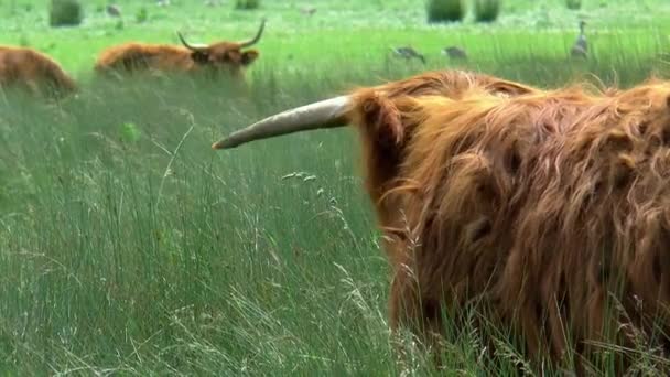 A grazing highland cow looks startled behind him. - Footage, Video