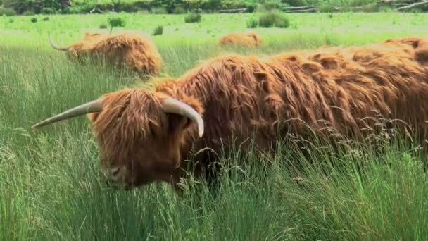 A grazing highland cow looks up startled. - Footage, Video