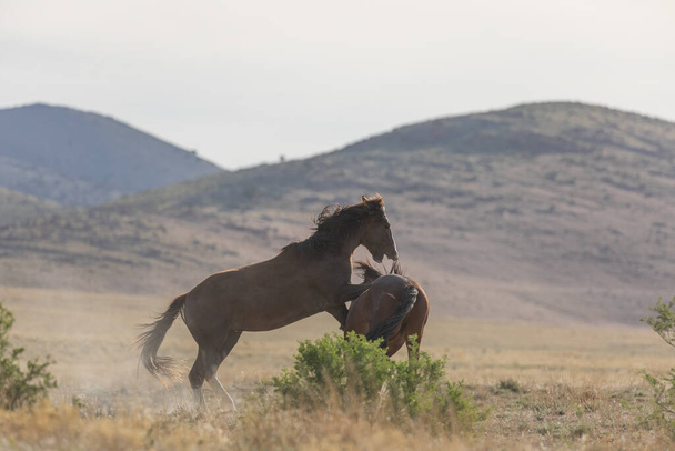 une paire d'étalons de chevaux sauvages combattant dans le désert de l'Utah au printemps - Photo, image