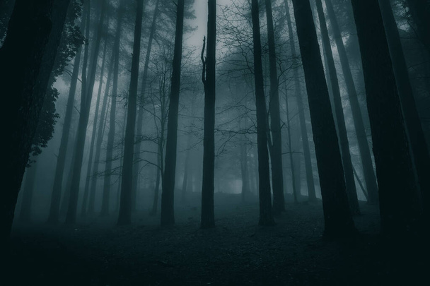 очень таинственная и безлюдная атмосфера в мрачный день в темных лесах с густым туманом - Фото, изображение