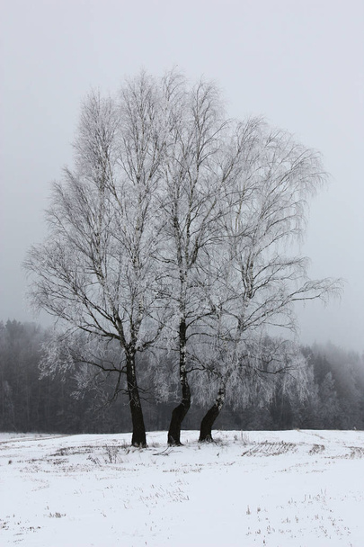 In the winter slightly foggy morning among a snow covered field there are three birches covered with hoarfrost. Wood is in the distance visible. - Foto, immagini