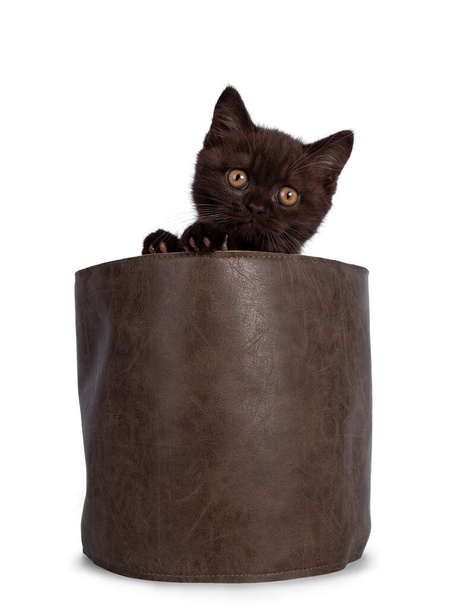 Симпатичный шоколадный британский котенок Shorthair, сидящий лицом к лицу в коричневой кожаной сумке. Смотря по краю в сторону камеры оранжевыми глазами. Изолированный на белом фоне. - Фото, изображение