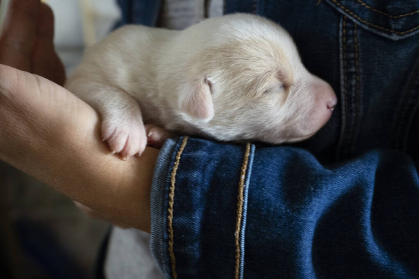 Niedliche neugeborene Hundehündin mit ihrer Besitzerin - Foto, Bild