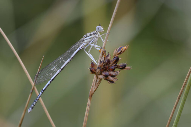 White-legged Damselfly - Platycnemis pennipes, beautiful dragonfly from European reeds, marshes and fresh waters, Flachsee, Switzerland. - Photo, Image