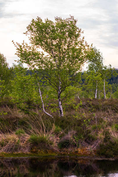 Vista de troncos de abedul en el bosque - Foto, Imagen