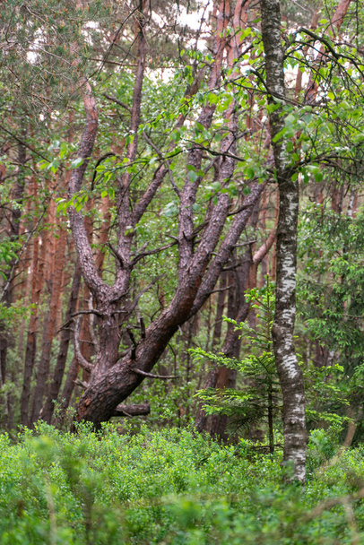 Pohled na kmeny stromů v lese - Fotografie, Obrázek
