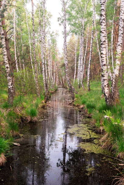 Άποψη του ποταμού κατά μήκος κορμών σημύδας στο δάσος - Φωτογραφία, εικόνα