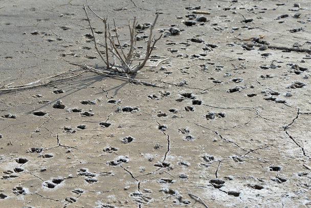 Part of a huge area of dried land suffering from drought in cracks. - Photo, Image
