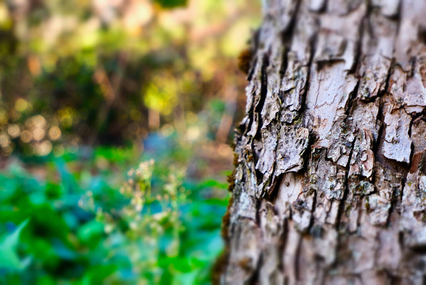 текстурований і гавкаючий стовбур дерева з зеленими газонами на задньому плані
 - Фото, зображення
