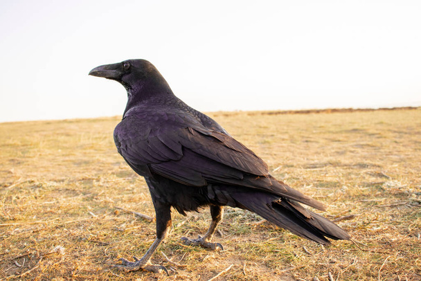 Schwarze Aaskrähe und schwarzer Rabe, steht auf dem Boden und schaut, Foto. Krähen, Vögel und Tiere - Foto, Bild