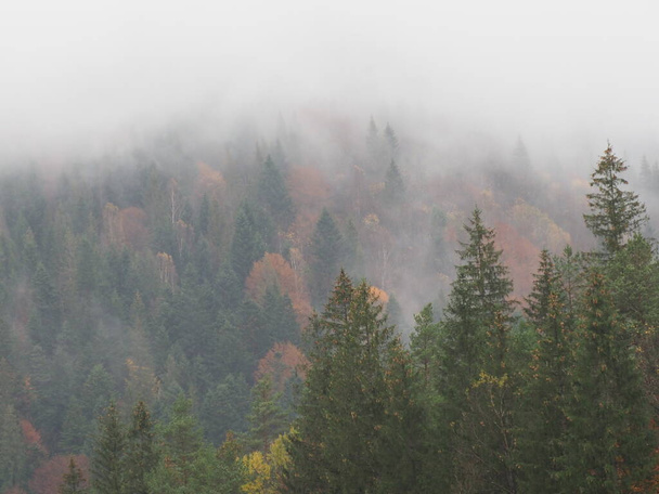 jesienny las we mgle po deszczu - Zdjęcie, obraz