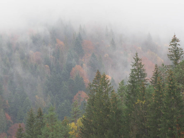 jesienny las we mgle po deszczu - Zdjęcie, obraz