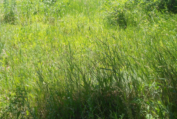 Hierba. Una alfombra de hierba alta, verde, de verano. - Foto, imagen