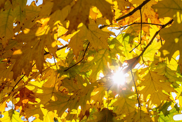 黄色の葉を持つ美しい秋の枝。自然と背景。秋の自然背景. - 写真・画像