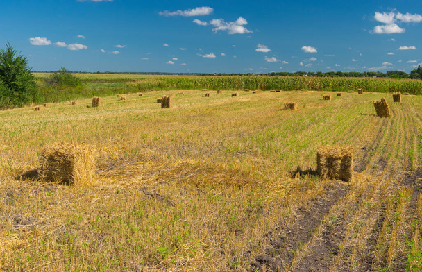 Letni krajobraz z błękitnym niebem i skoszony siano w obwodzie Połtawskim, Ukraina - Zdjęcie, obraz