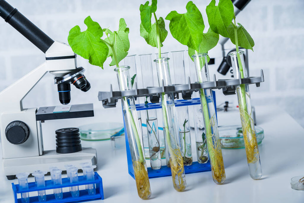Genetically modified plant tested .Ecology laboratory exploring new methods of plant breeding - Zdjęcie, obraz