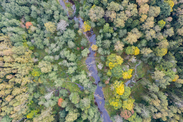 Вид зверху вниз на звивисту річку, що протікає через зелений ліс
 - Фото, зображення