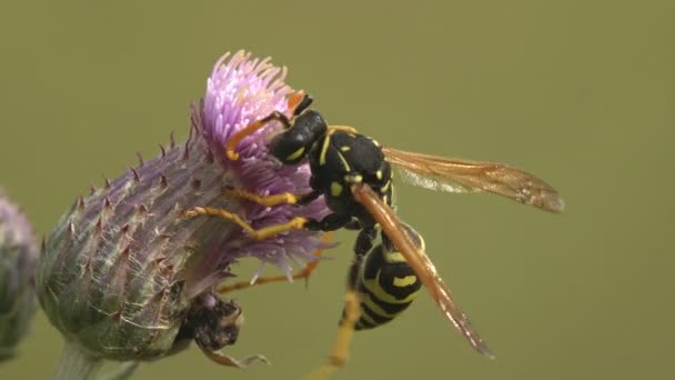 Papierowa osa zbiera nektar na pączku kwiatowym ostu. Makro zobaczyć owada w dzikiej przyrody - Materiał filmowy, wideo