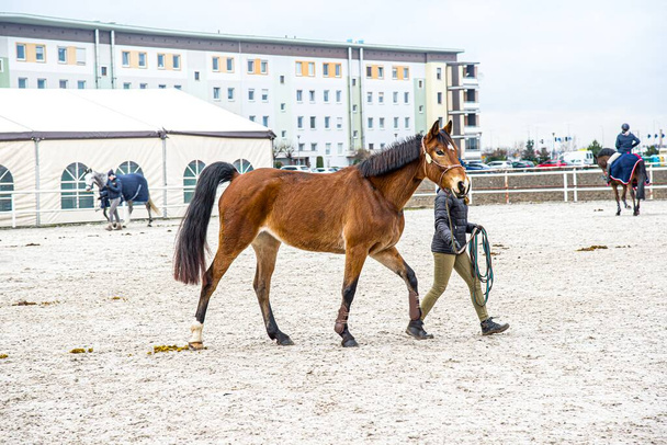 Jockey mantiene a caballo marrón con correa. el amor del caballo - Foto, Imagen