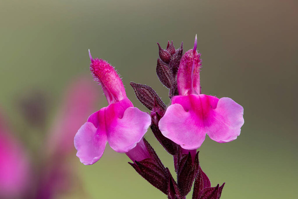 Μακρό πλάνο από ροζ λουλούδια salvia σε άνθιση - Φωτογραφία, εικόνα