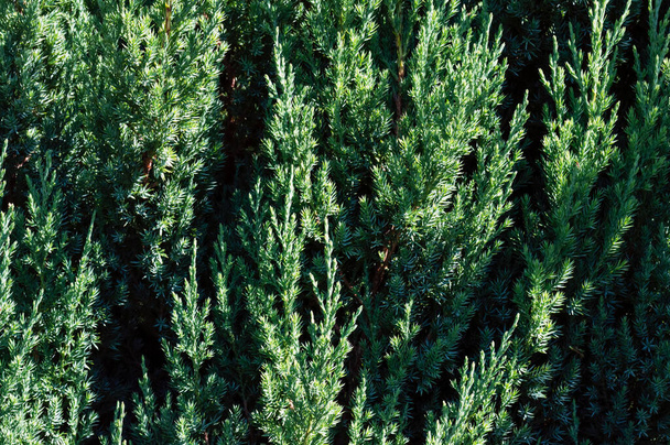 庭のジュニパーブッシュ。常緑のジュニパーの枝を持つ質感の緑の背景 - 写真・画像