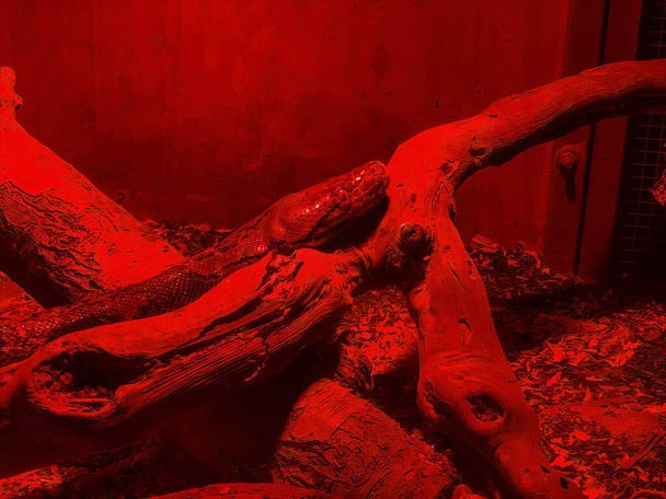 赤ガラスの蛇紋岩のボア収縮蛇 - 写真・画像