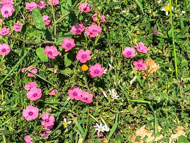 Poilu Rose Lin fleur sauvage - Photo, image