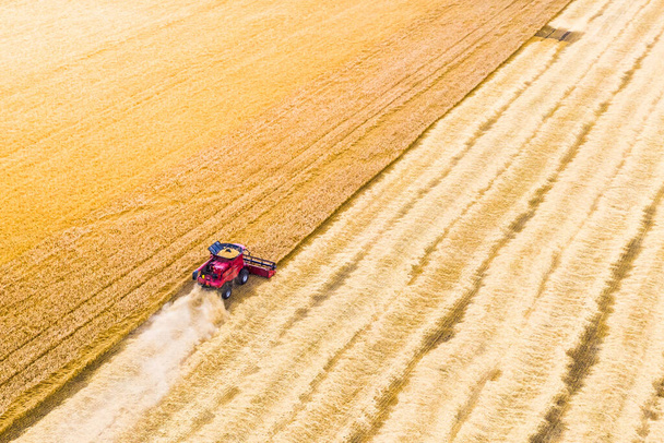 yksi punainen yhdistää sato vehnää pellolla. Sadonkorjuukone toimii kentällä. Antenninäköala lennokista. auringonlaskun aika - Valokuva, kuva