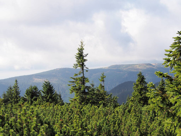 Steiniger Gebirgsweg, der durch eine Wiese auf einem Bergrücken mit Bäumen im Hintergrund an einem sonnigen Herbsttag führt, Altvatergebirge, Tschechische Republik, Reisen und Bergwandern, unberührte Natur der schroffen Berge - Foto, Bild