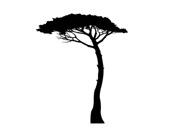 Θαλάσσιο πεύκο, Pinus Pinaster μεσογειακό φυτό, φορέας απομονωμένος σε λευκό φόντο  - Διάνυσμα, εικόνα
