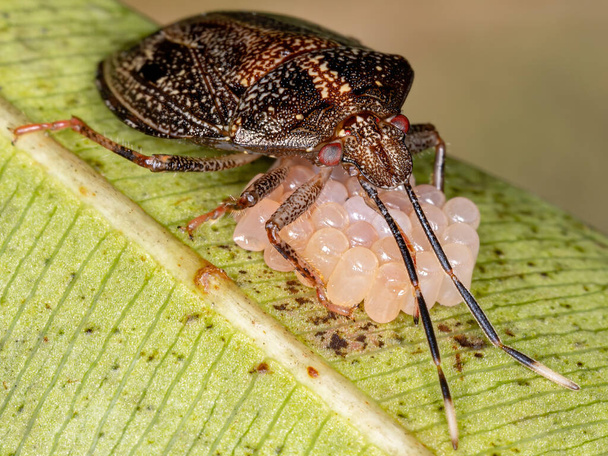 brazilian Stink Bug из рода Antiteuchus - Фото, изображение