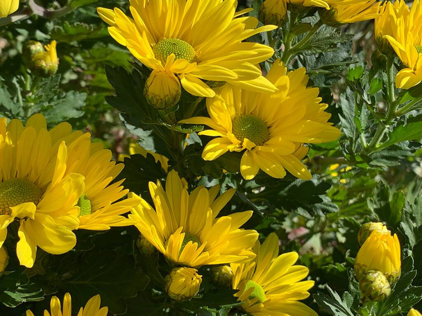Sarı yapraklı bir grup çiçek. - Fotoğraf, Görsel