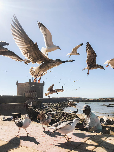 ESSAOUIRA, MOROCCO - SETEMBRO 10, 2019: Velho pescador alimentando gaivotas no porto de Essaouira, Marrocos. Muitos pássaros voando ao redor. - Foto, Imagem